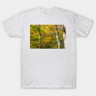 Golden and green hues of birch forest in a New England fall T-Shirt